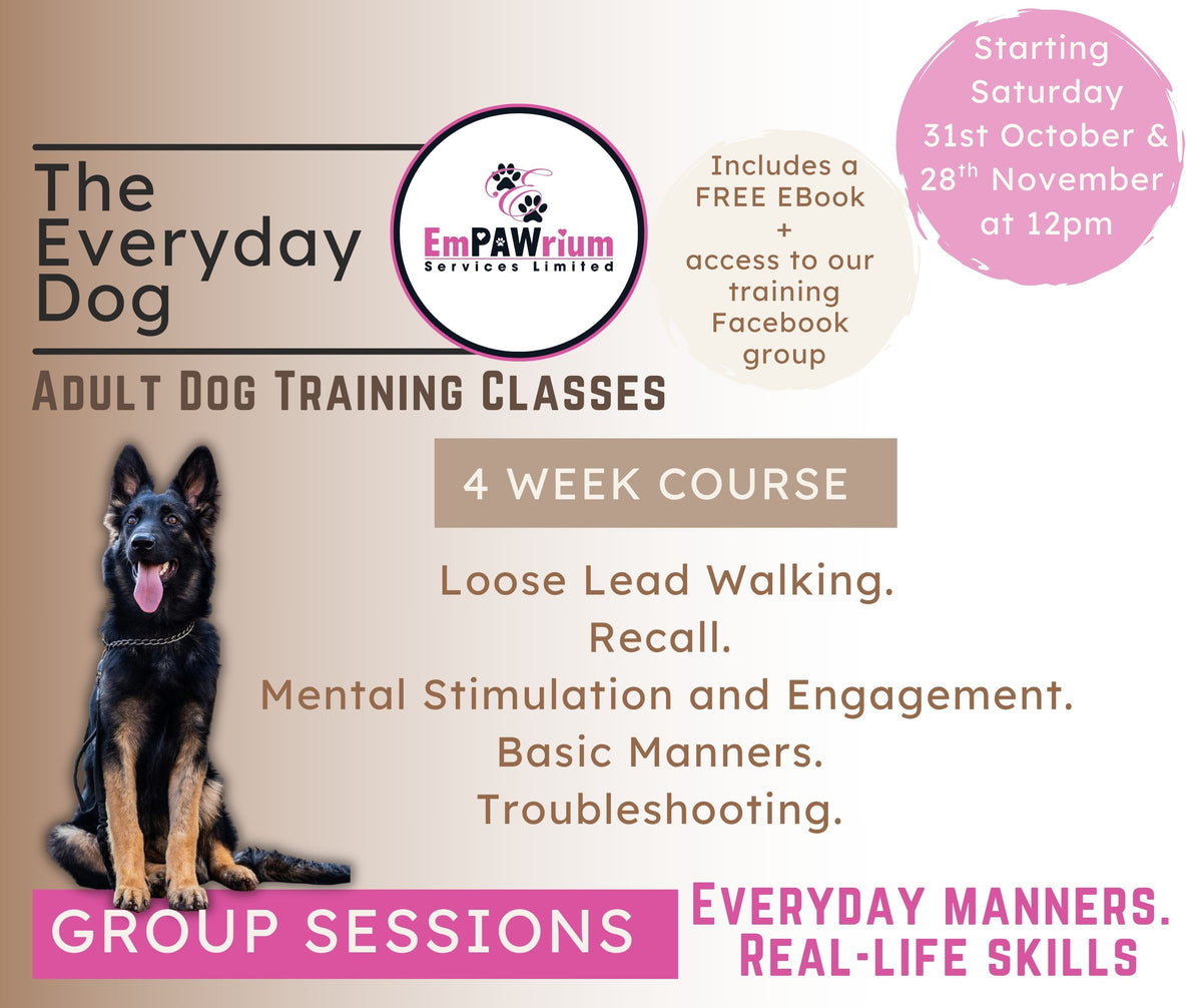 The Everyday Dog - Adult Training Classes