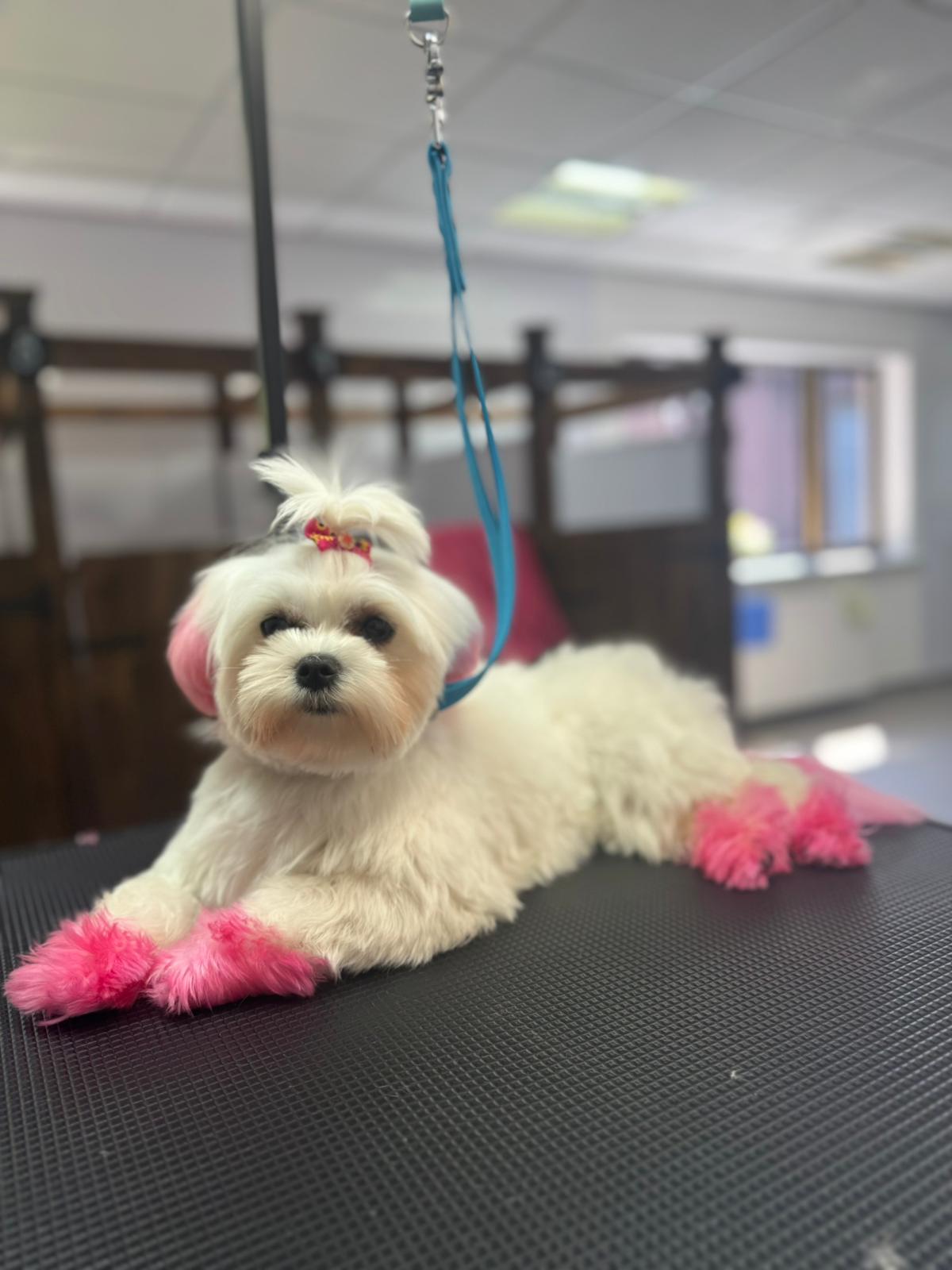 Treatments & Grooming