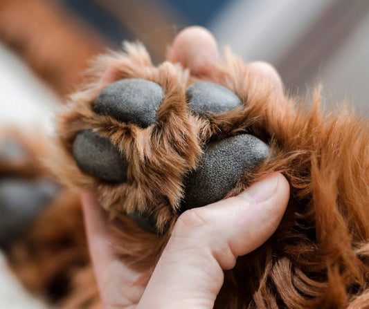 PAWdicure