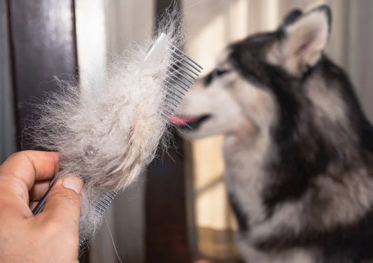 Deshedding Groom