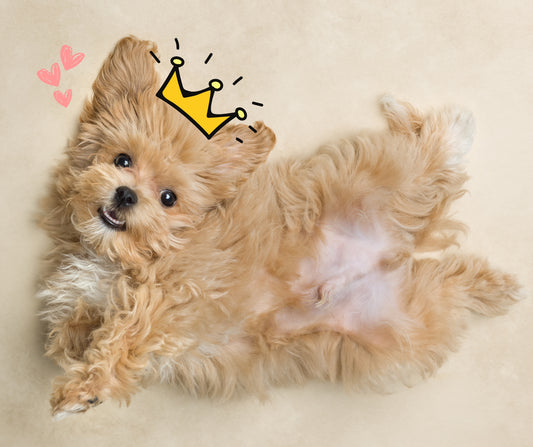 V.I.Puppy