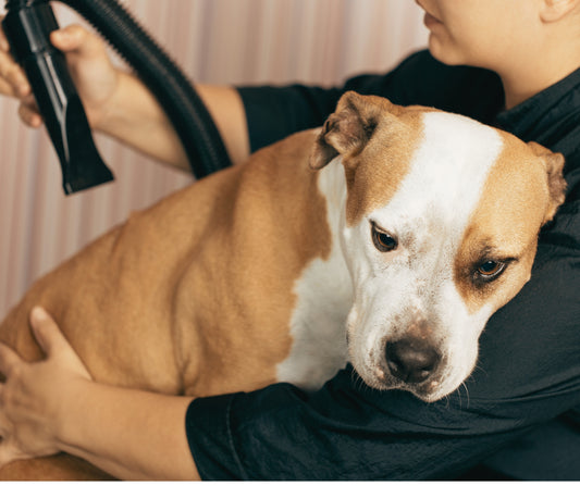 Scaredy Paws Session