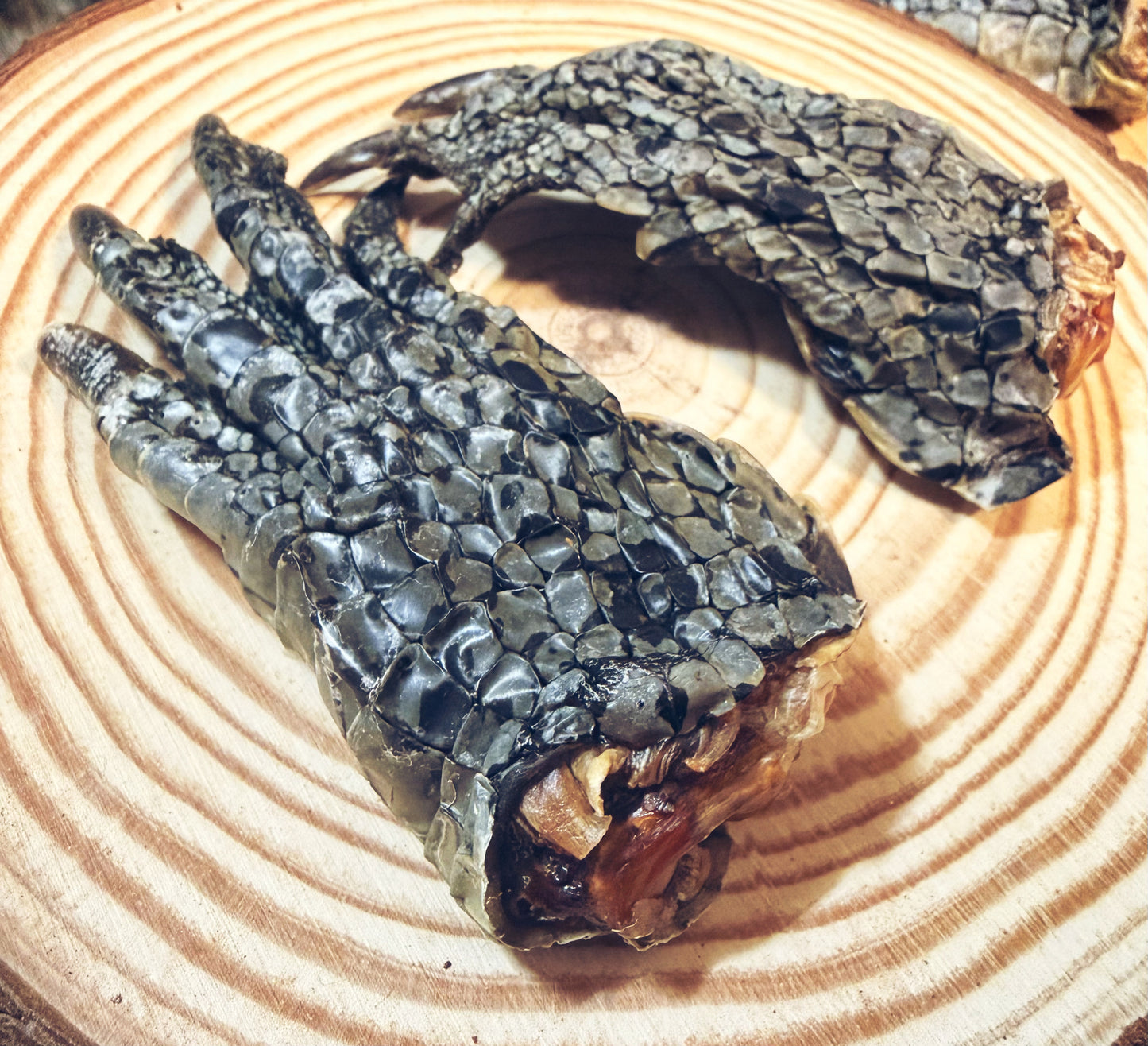 Crocodile Feet