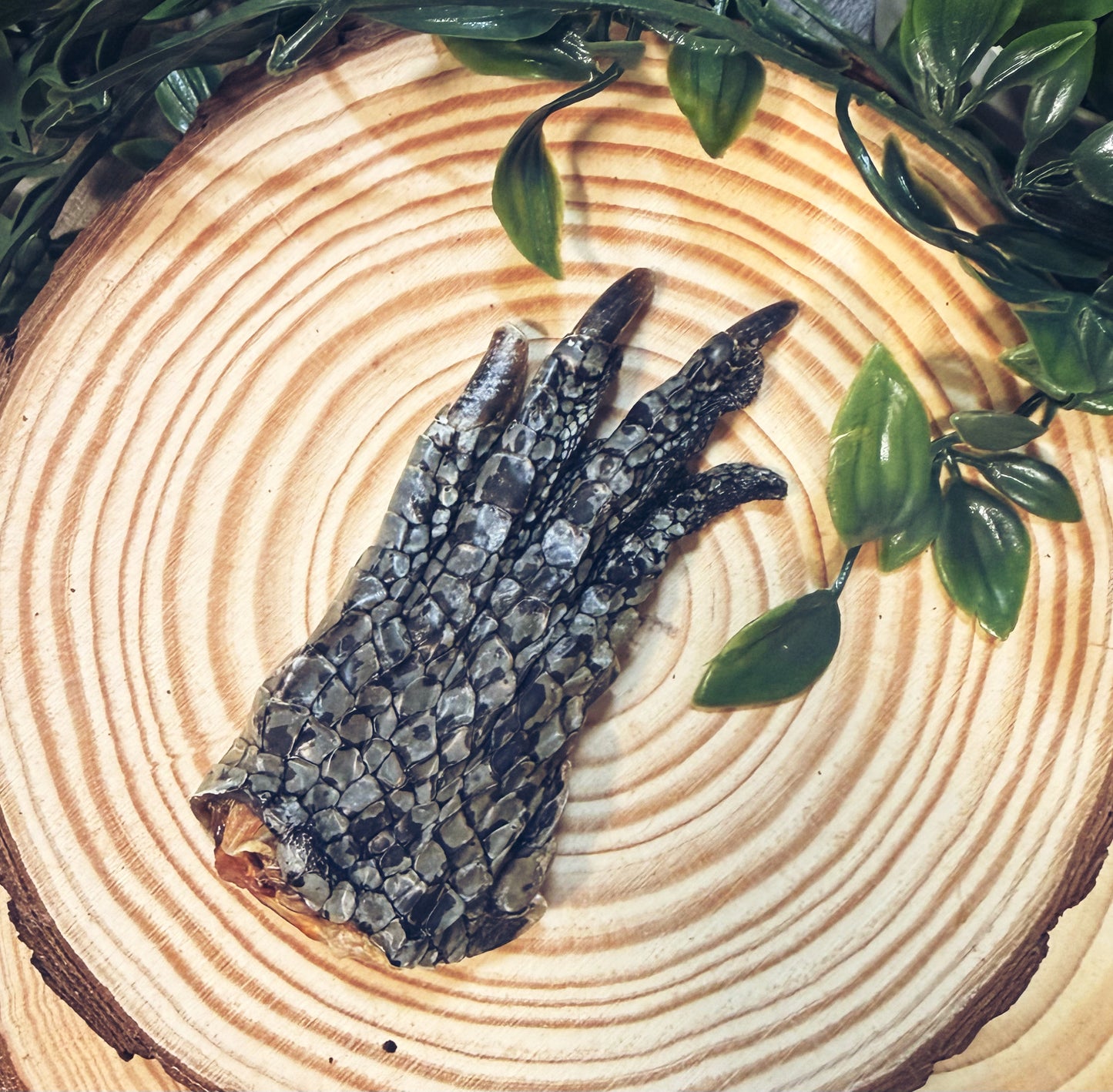 Crocodile Feet