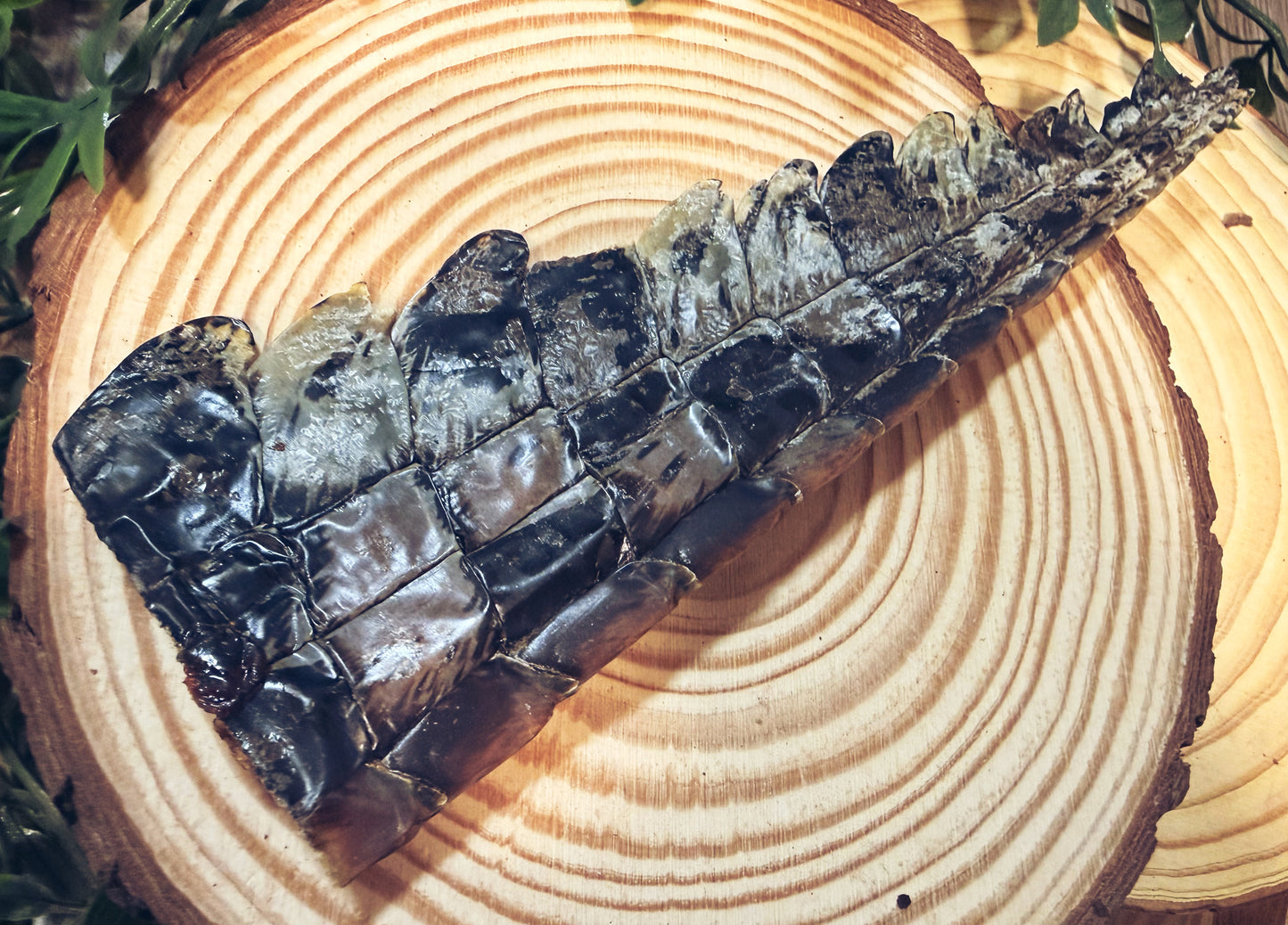 Crocodile Tail